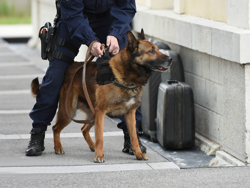 Storm damage site secured by K9 unit
