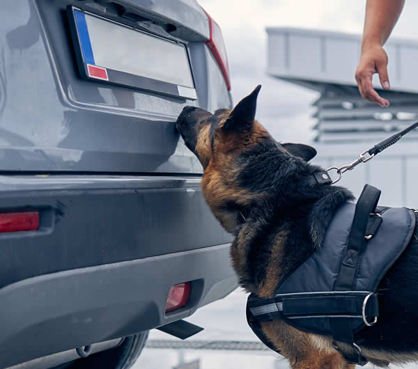 K9 Dog Security in Suffolk